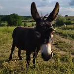 Les Chemins D'ambre Et Thais La Regrippiere