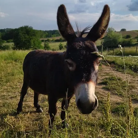 Les Chemins D'ambre Et Thais La Regrippiere