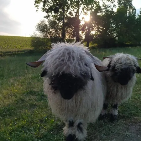 Les Chemins D'ambre Et Thais ホームステイ