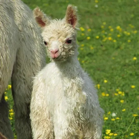 Les Chemins D'ambre Et Thais La Regrippiere