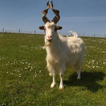 Les Chemins D'ambre Et Thais La Regrippiere